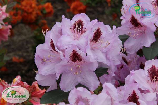 Rhododendron Humboldt